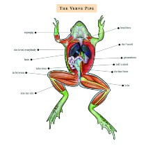 VP The Verve PipeJPG